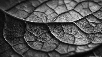 Black and white photograph of a leaf photo