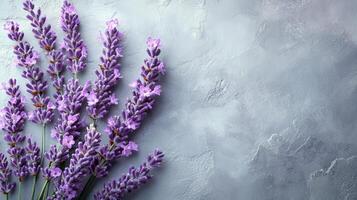 Lavender flowers on a gray background photo