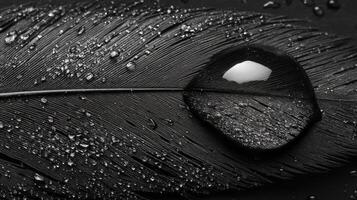 Black and white photograph of a feather with water droplets photo