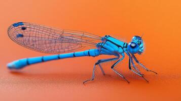 A blue dragonfly on an orange background photo