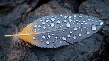 A feather with water droplets on it laying on a rock photo