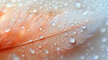 Water droplets on a feather photo