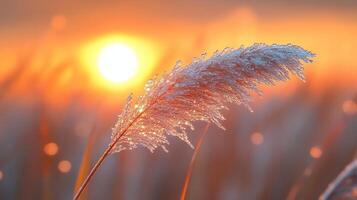 A reed is in front of the sun at sunset photo
