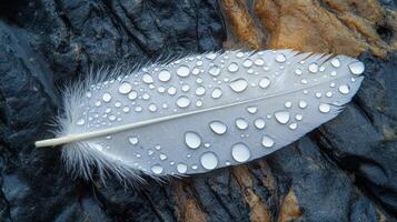A white feather with water droplets on it photo