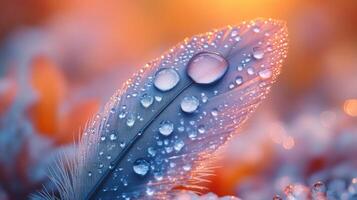 Water droplets on a feather with a sunset in the background photo