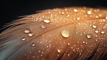 A close up of a feather with water droplets photo