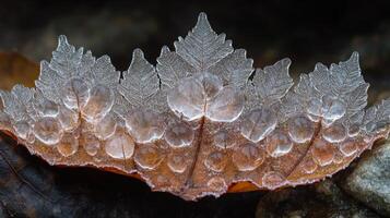 A leaf covered in ice crystals photo