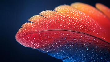 A close up of a colorful feather with water droplets photo