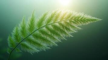 A fern leaf is shown in front of the sun photo