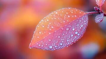 A close up of a leaf with water droplets photo