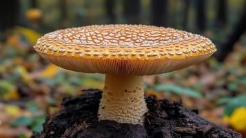 A mushroom is sitting on top of a stump photo