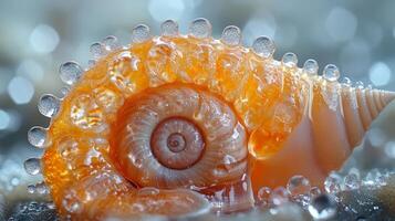 A shell with water droplets on it photo