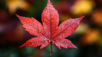 A red maple leaf with water droplets on it photo