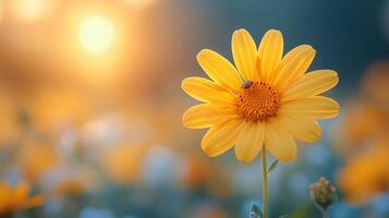 Yellow flower in the field with sun in the background photo