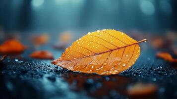 Autumn leaf wallpaper hd wallpaper photo
