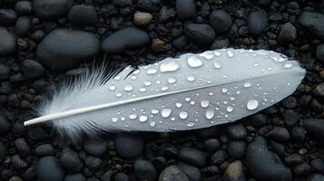 A white feather with water droplets on it laying on a black surface photo