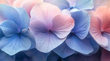 A close up of a bunch of blue and pink flowers photo