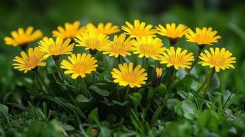 Yellow flowers in the grass photo