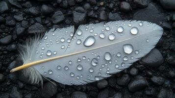 A white feather with water droplets on it laying on a black surface photo