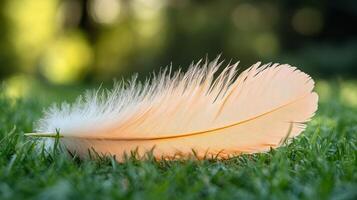 A white feather laying on the grass photo