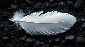 A white feather laying on top of black rocks photo