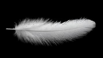 White feather with water droplets on black background photo