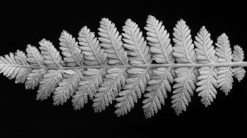 A fern leaf is shown in black and white photo