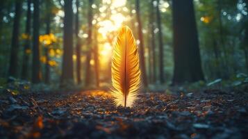 A feather is standing in the middle of a forest photo