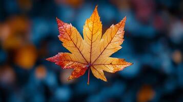 A single maple leaf on a dark background photo