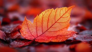 Autumn leaf wallpaper photo