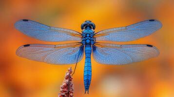 A blue dragonfly is perched on a stem photo