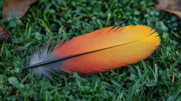 A red and orange feather laying on the grass photo