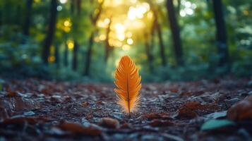 A single orange feather is sitting in the middle of a forest photo