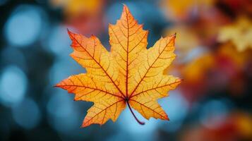Autumn leaf on a tree background photo