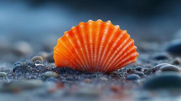 A shell on the beach photo