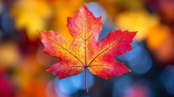 A maple leaf is shown in front of a colorful background photo