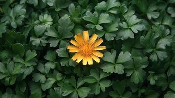 A single yellow flower is surrounded by green leaves photo
