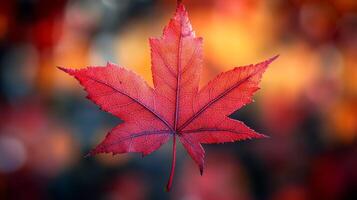 A red maple leaf is shown in front of a blurred background photo
