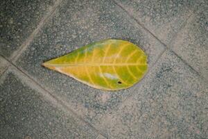A lush Terminalia catappa or ketapang tree with vibrant green leaves photo