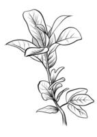 black and white hand drawing of a branch of Prunus laurocerasus vector
