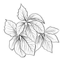 black and white hand drawn branches with leaves of parthenocissus quinquefolia vector