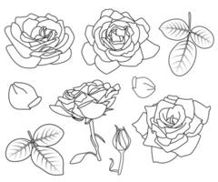 Rose details contour collection. Various rose shapes, design elements. Fully open, button, leaves, petals. Black line, outline, isolated. Coloring book page, line art, Valentine, cards, invitations vector