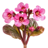 Bergenia Flower Isolated for Botanical Illustrations on transparent background png