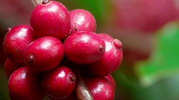 Coffee beans are red and ripe on a tree video