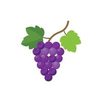 Grapes with branch isolated flat illustration on white background vector