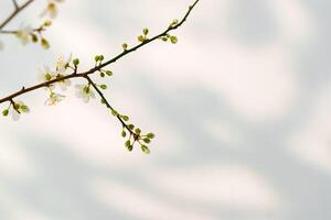 Blooming spring branches with flowers and its shadow on white background photo