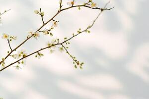 Blooming spring branches with flowers and its shadow on white background photo