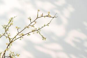 Blooming spring branches with flowers and its shadow on white background photo