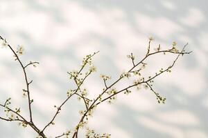 Blooming spring branches with flowers and its shadow on white background photo
