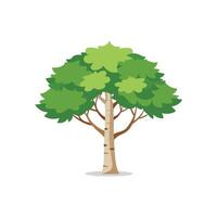 River Birch tree isolated flat illustration on white background. vector